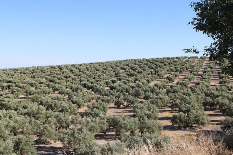 El pedrisco vuelve a golpear la provincia de Jaén