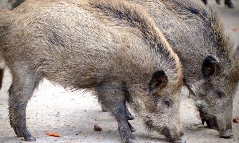 La detección de la PPA en jabalíes de Alemania enciende las alarmas del sector porcino valenciano