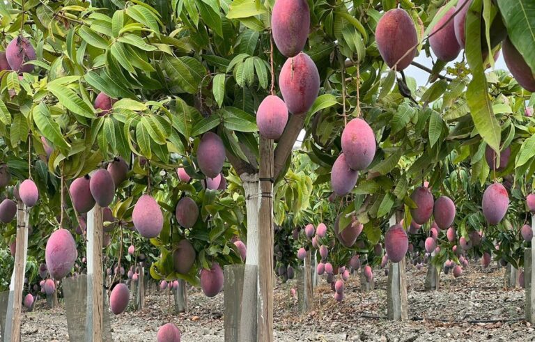 Asaja Málaga pone de manifiesto la gran calidad del mango malagueño de esta temporada a pesar de su menor calibre