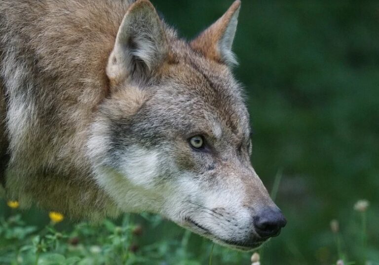 Asaja Palencia: La Junta alega ante la Comisión Europea para que acabe la protección especial del lobo en Castilla y León