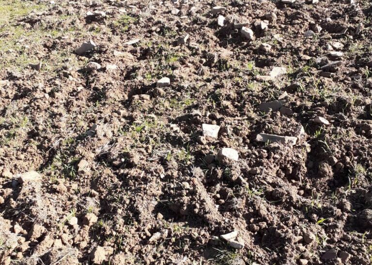 Asaja Ciudad Real pide medidas urgentes para evitar daños por jabalíes en los cultivos en la zona de Alcoba de los Montes
