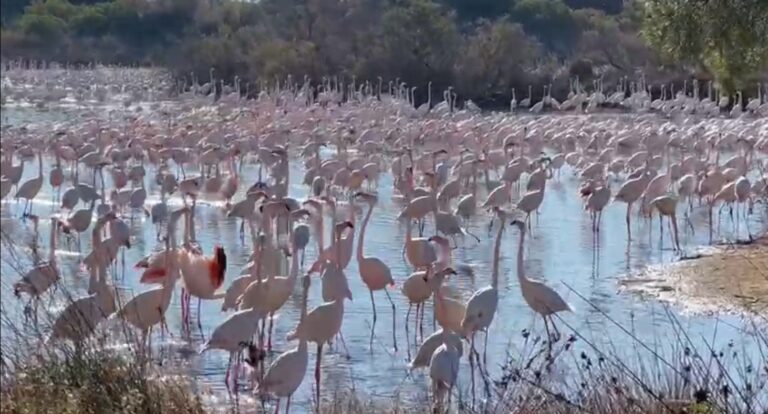 Los arroceros reclaman medidas ante la multiplicación de flamencos en la Albufera