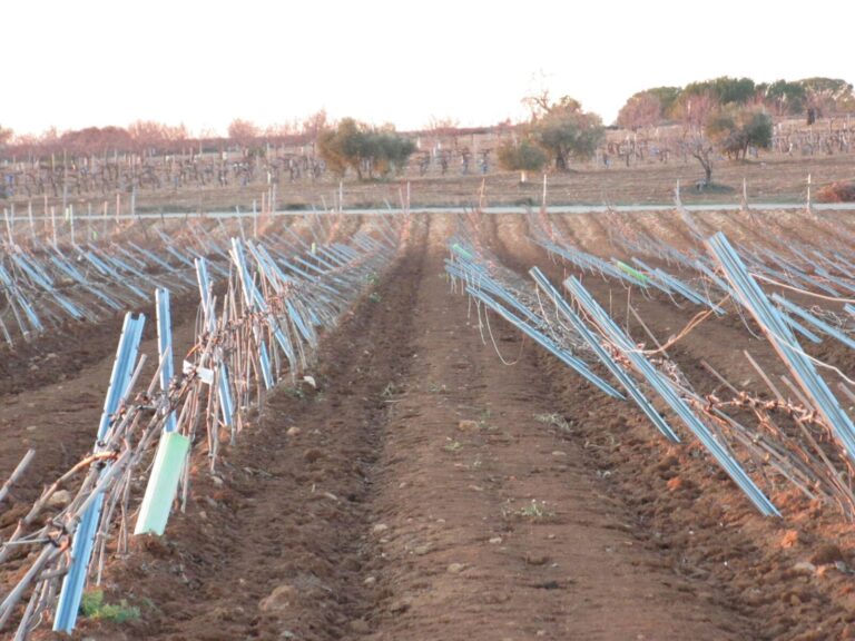 Los agricultores descubren daños graves en almendro, viña y olivar al acceder a sus campos tras las nevadas