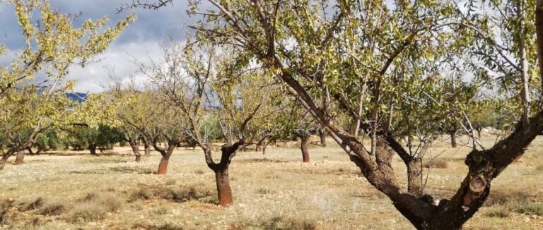 ASAJA ALBACETE Las heladas provocan graves daños en los almendros de la provincia