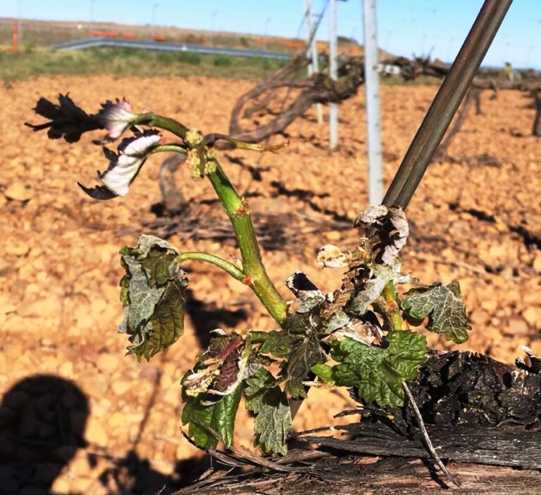 Las heladas dan la puntilla a un campo que afrontará mayo sediento y con muy malas perspectivas de cosecha en Castilla y León