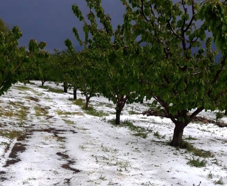 Asaja Extremadura reclama inmediatez a la Junta y a Agroseguro para evaluar los daños de Navaconcejo, Cabezuela y Jerte