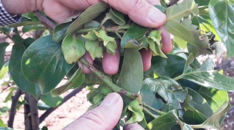 Asaja Valencia crea una comisión técnica de seguimiento para cubrir los daños causados por el pedrisco y que se puedan manifestar en los próximos meses