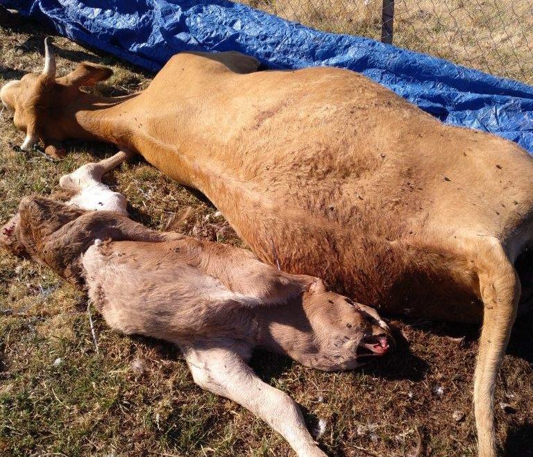 ASAJA CLM demanda una mejor gestión de los muladares para evitar el ataque de los buitres al ganado