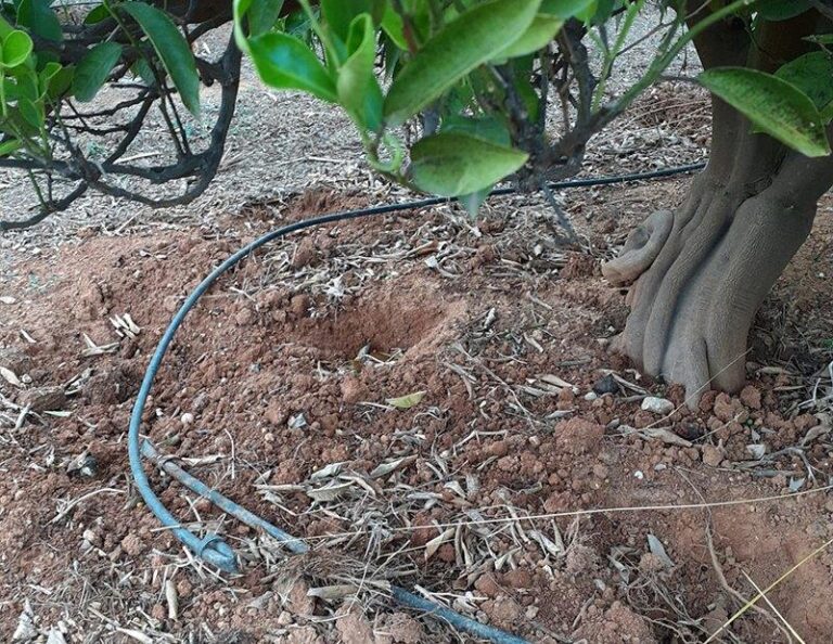 AVA-ASAJA advierte de la pérdida de flora autóctona en los campos para evitar los ataques de jabalíes