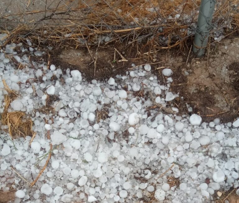 El pedrisco inesperado deja en crisis la campaña de la almendra en Almería