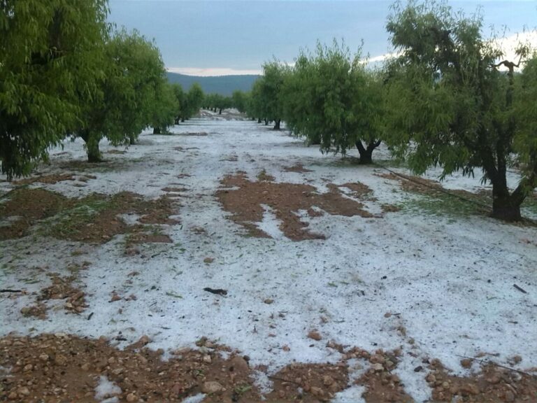 El pedrisco del fin de semana daña más de 4.000 hectáreas de cultivo y causa pérdidas de 10 millones