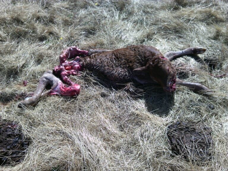 El lobo devora un ternero recién nacido en Lumbrales (Ávila)