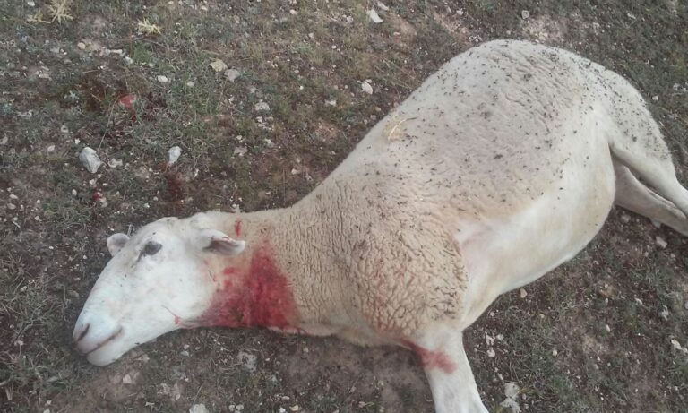 APAG Guadalajara: Los ataques de lobos al Ganado se multiplican en la Sierra Norte