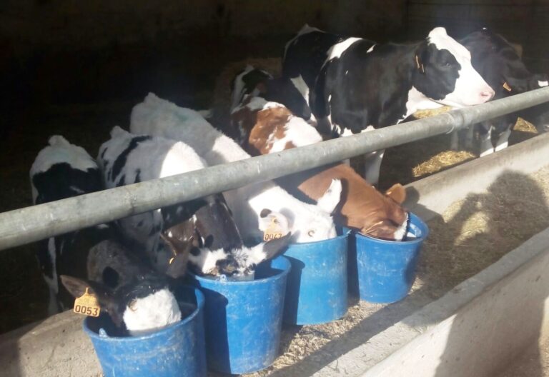 Asaja Castilla y León.  Los ganaderos españoles siguen percibiendo menos por la leche que sus competidores europeos