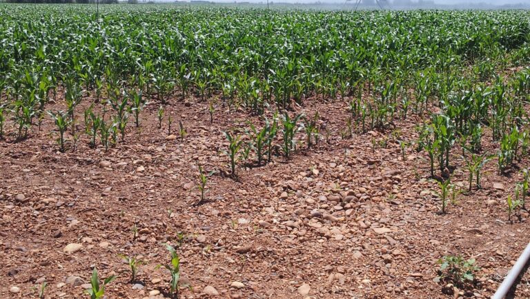 Asaja de León ha convocado una concentración de productores de maíz, ante el Ministerio de Agricultura, para el viernes 15 de octubre