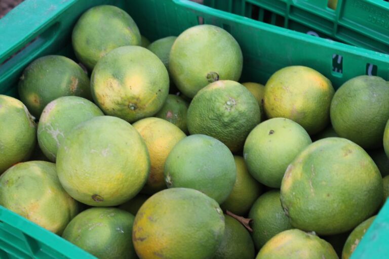 Asaja Alicante pide a los agricultores “tranquilidad y cautela” a la hora de vender sus cítricos ante el intento de la Gran Distribución de “romper el inicio de la campaña”