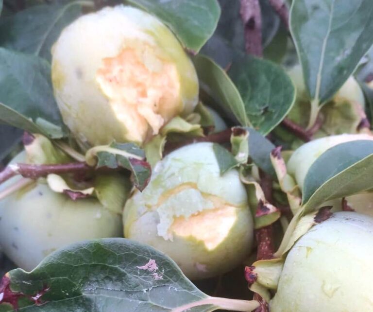 Un nuevo episodio de pedrisco golpea 17.200 hectáreas de campos de cultivo en la Comunidad Valenciana
