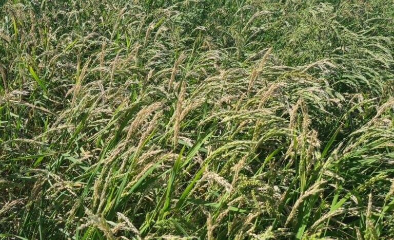 La falta de soluciones contra el hongo de la pyricularia reduce a la mitad la producción del arroz bomba