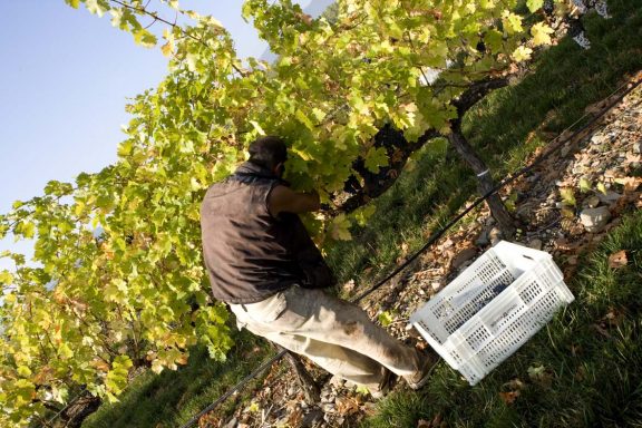 Asaja Ciudad Real muestra su máxima preocupación ante la posible supresión de la figura del temporero en el campo