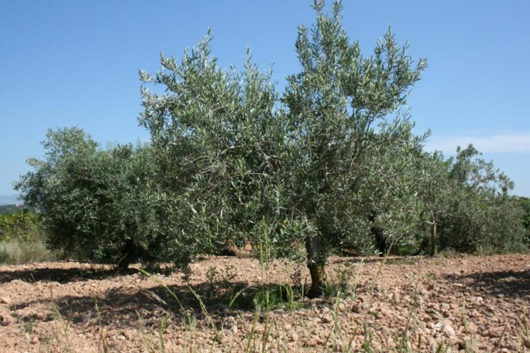 AVA-ASAJA denuncia los primeros robos de aceitunas en la C. Valenciana por los altos precios