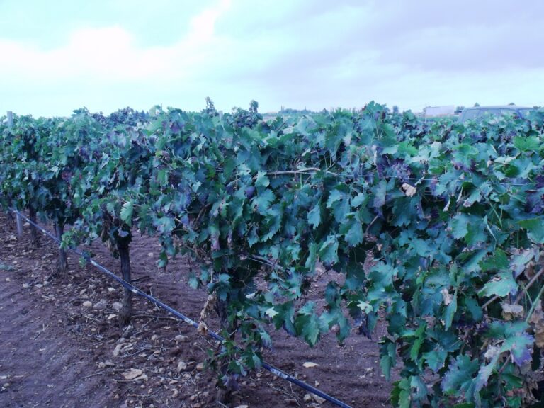 APAG Extremadura Asaja denuncia la pérdida de potencial vinícola que está sufriendo Extremadura y España