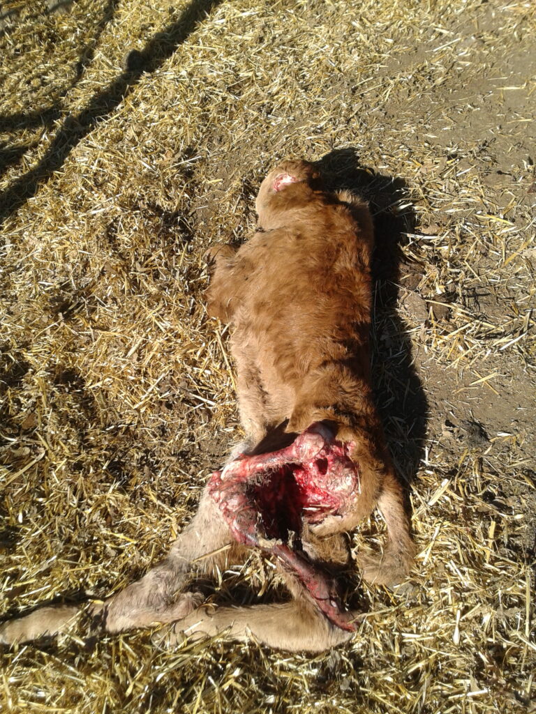 Varios terneros atacados por zorras en la Sierra Norte en las últimas semanas