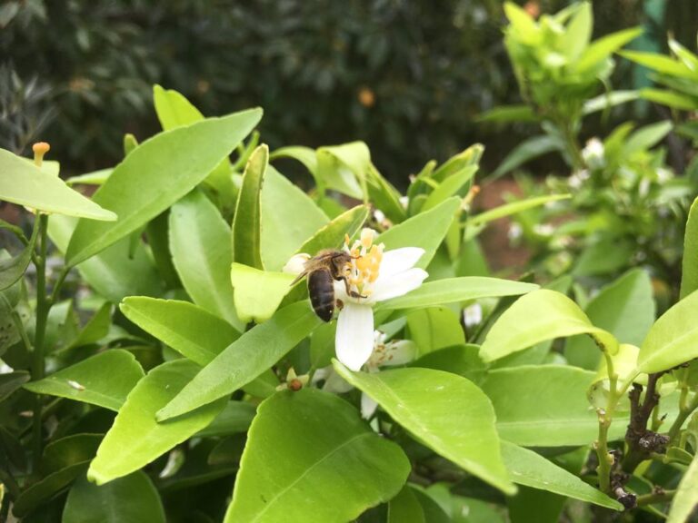 Artículo de opinión: Dejen vivir a las abejas: No a la pinyolà