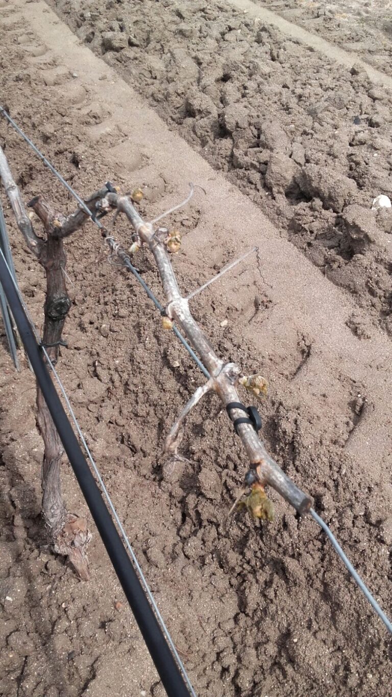 ASAJA CLM estima numerosos daños en los cultivos de almendro de la región por causa de las heladas