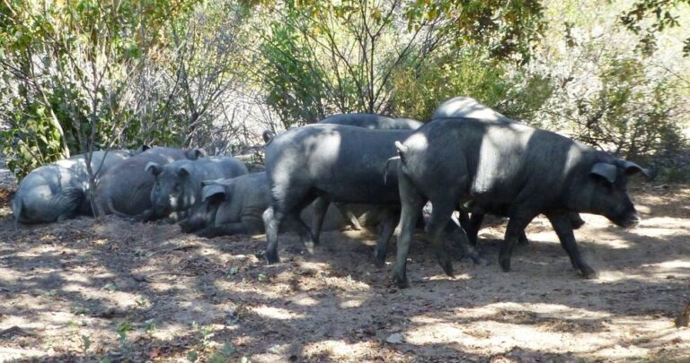Asaja Extremadura felicita a la DOP por delimitar su ámbito de jamones y paletas sólo a las producciones 100% ibéricas