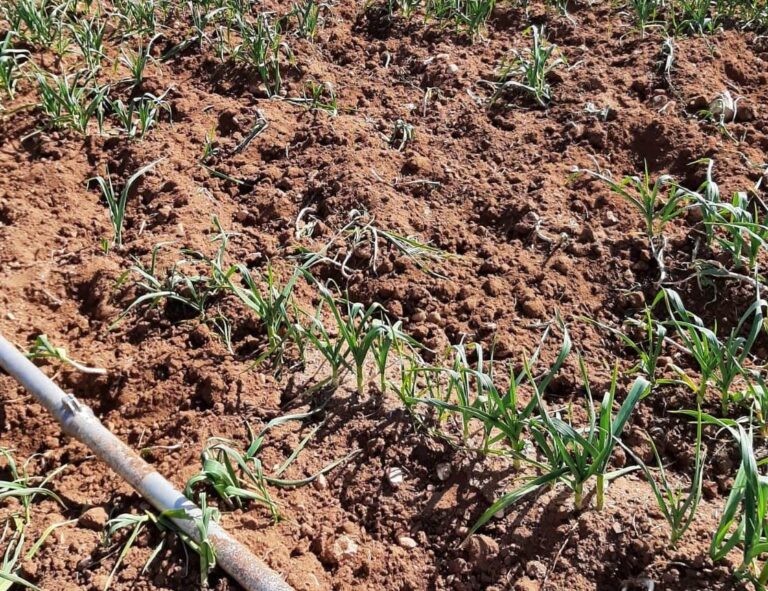 Asaja CLM solicita medidas urgentes para evitar daños por especies de caza mayor