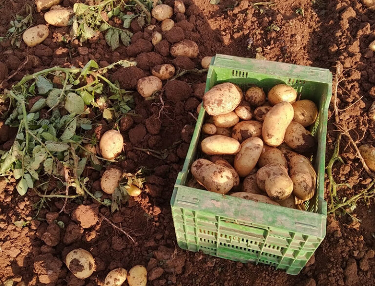 AVA-ASAJA insta a la distribución y consumidores a dar prioridad a la patata valenciana
