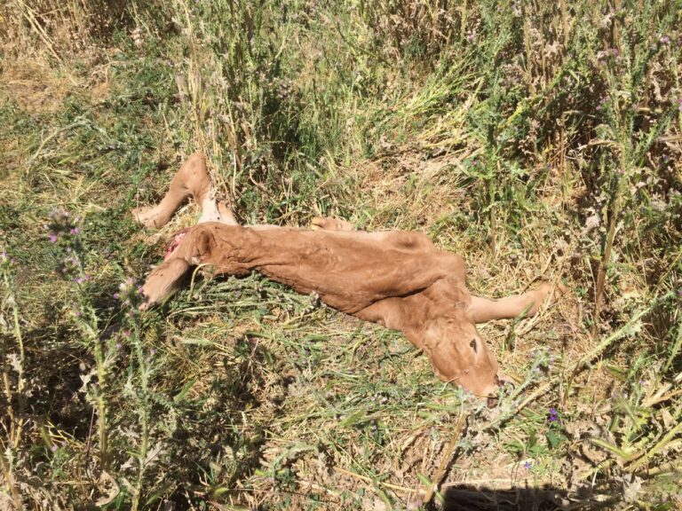 Los buitres acaban con un ternero de 3 días  en Sardón de los Álamos