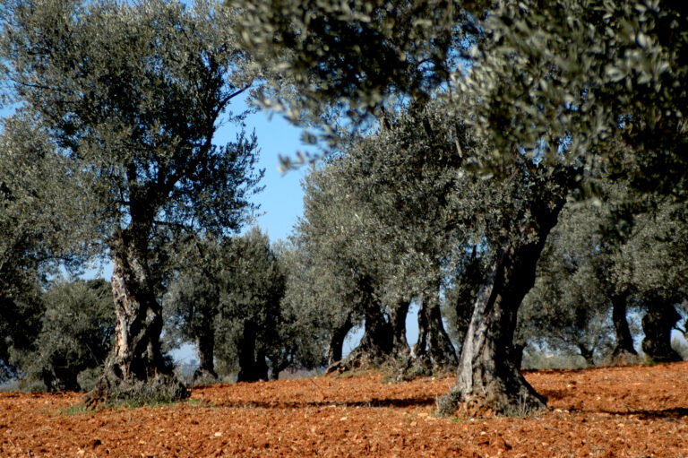 Las altas temperaturas reducen la cosecha del olivar para el año que viene en torno a un 65 o 70%