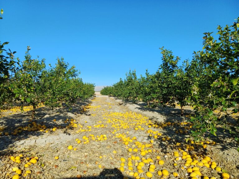 Los agricultores de limón han tenido que elegir entre pagar 12 céntimos para que la industria se los lleve o dejarlos en el suelo