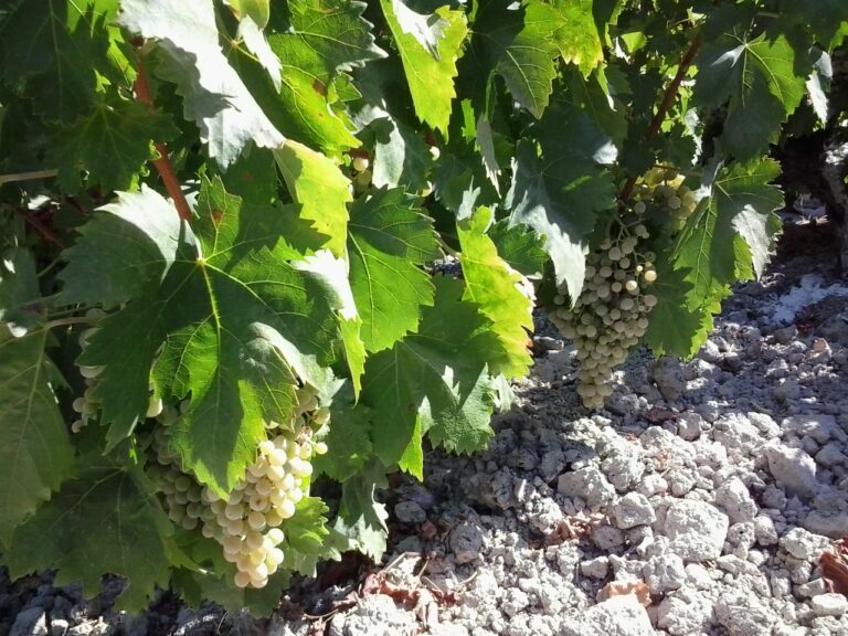 Comienza la temprana vendimia en la zona Montilla-Moriles