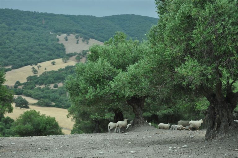Asaja-Cádiz se suma a la petición de Asaja-Andalucía de que fiscal desbloquee ya las ayudas forestales