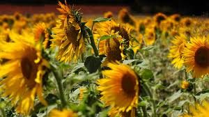 No hay ningún motivo que justifique las bajas cotizaciones iniciales del girasol en España