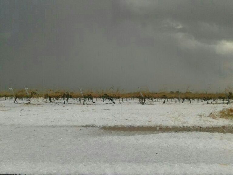 ASAJA de Albacete estima que las pérdidas en los cultivos por la tormenta de agua y piedra en algunos municipios de la manchuela podría ser del 100%