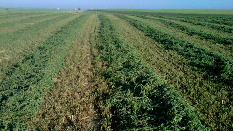 Asaja Casilla y León. El seguro de forrajes amplía sus coberturas al daño por sequía en alfalfa
