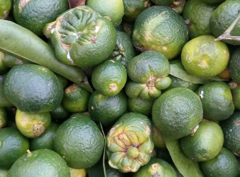 Asaja Valencia advierte de que la política fitosanitaria provoca este año un desperdicio alimentario récord en el campo valenciano de 450.000 toneladas