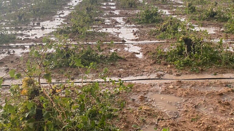 Asaja en Campo de Criptana solicita una rebaja sustancial del IBI rústico para los viticultores afectados por el temporal