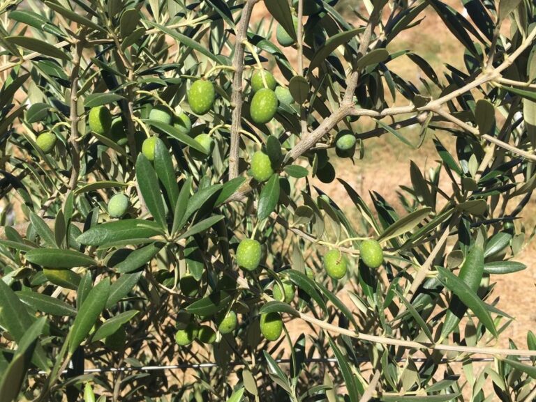 Córdoba tendrá una producción de 230.000 toneladas de aceite, un 37,1% menos que la campaña anterior