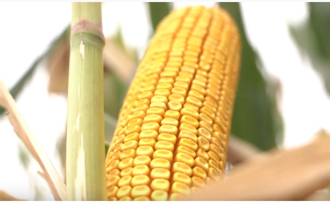Los productores de maíz destacan en un vídeo la importancia   económica y medioambiental del cultivo