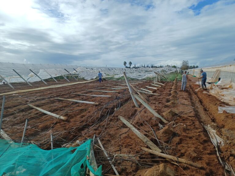 Asaja Cádiz agradece a La Junta que recoja su petición de ayudas al sector de la flor cortada de Chipiona por los daños de la borrasca ‘Bernard’ Pero pide que no se deje fuera a nueva Jarilla y Conil de la frontera