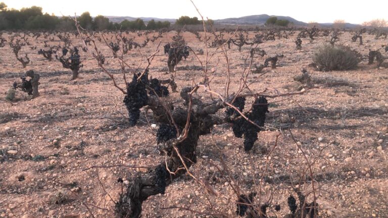 Asaja Valencia AVA critica que las ayudas por la sequía vuelven a dejar fuera a la uva y el olivar