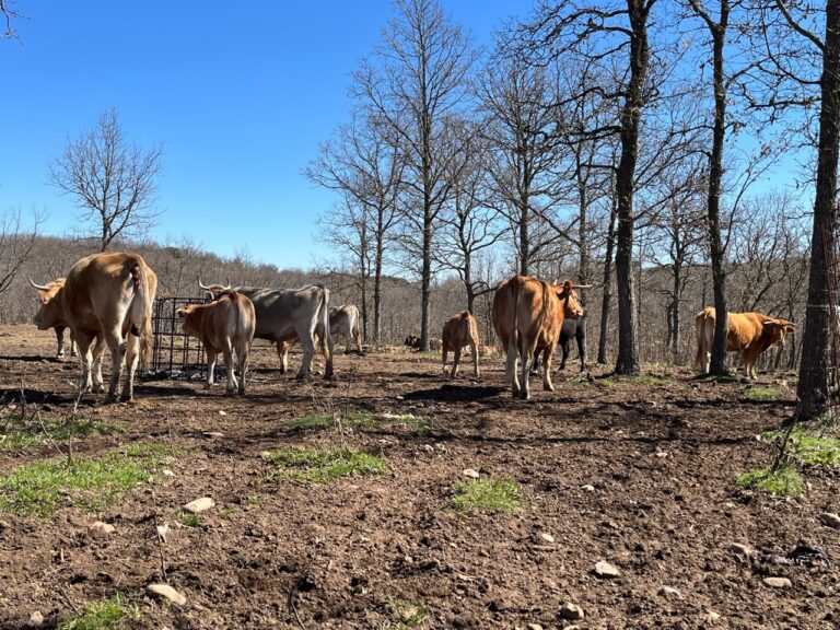 Asaja Extremadura exige una partida de 6 millones de euros en los presupuestos para los 2.100 ganaderos excluidos de las ayudas por la fiebre hemorrágica epizoótica