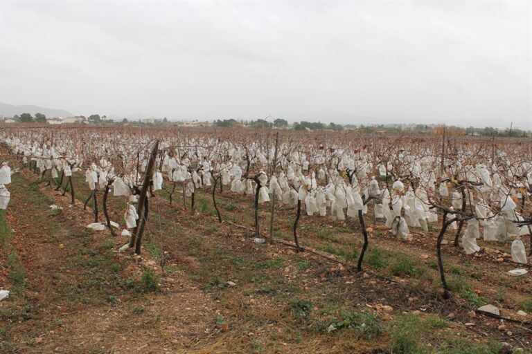 Destruyen con motosierras 10.000 parras, con 100.000 kilos de uva sin recolectar, por falta de rentabilidad en una finca de Novelda y ASAJA exige medidas urgentes