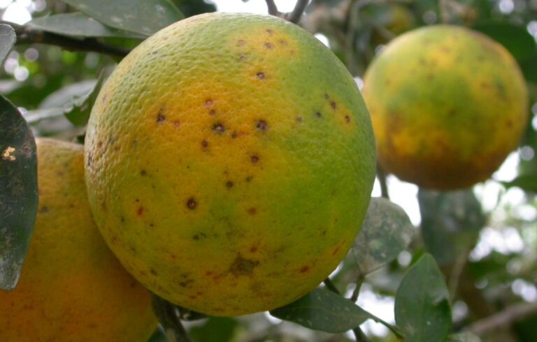 Plagas en cítricos   Carta Sector Español-Italia-Francia a Comisión Europea tema Sudáfrica y Mancha Negra