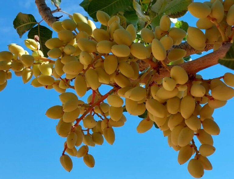 El FEGA publica el último listado de beneficiarios de las ayudas extraordinarias para productores de frutales y de frutos de cáscara