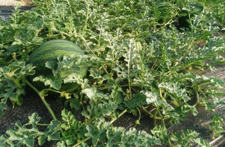 Asaja Almería apunta a que problemas en el cuaje podrían reducir un 25% la producción de sandía y melón